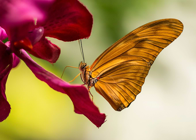Orange butterfly on purple flower