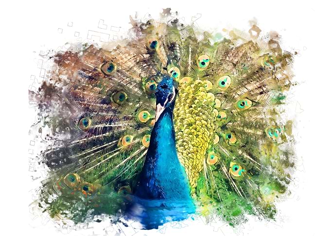 Peacock