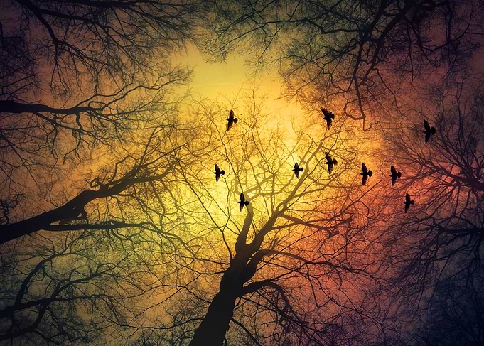 invasion - silhouette of trees and birds against a dram ...