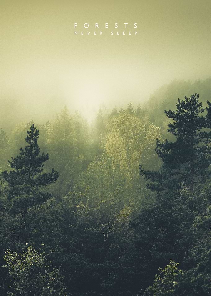 Forests never sleep