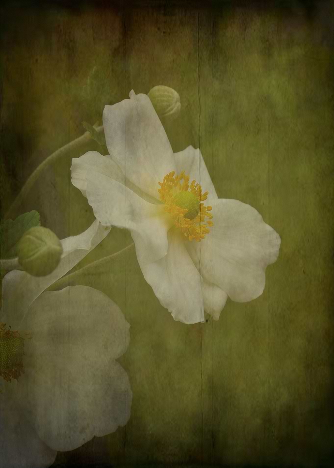 The last flower