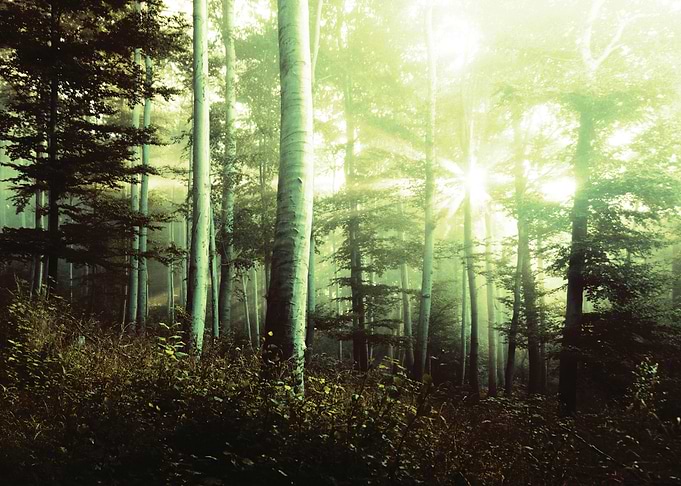 Enchanted Forest