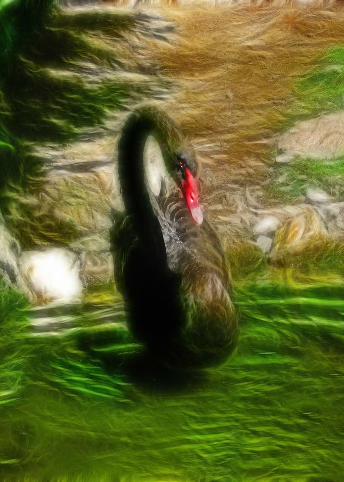 A black swan in a pond