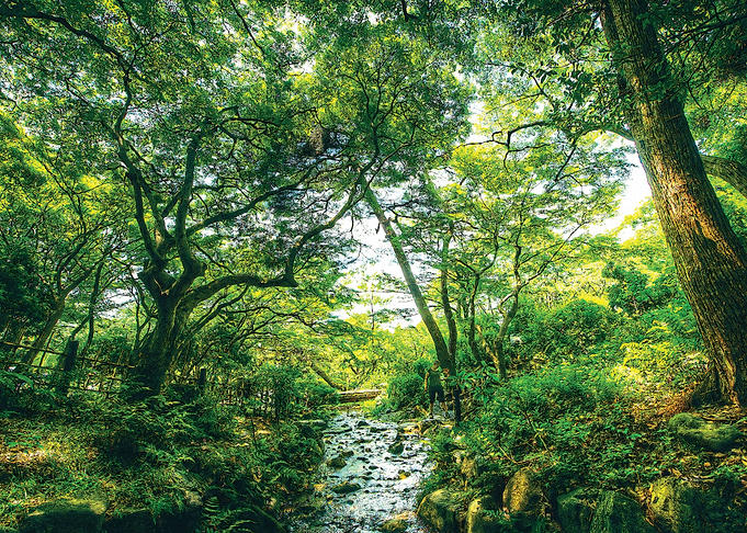 The Emerald Forest