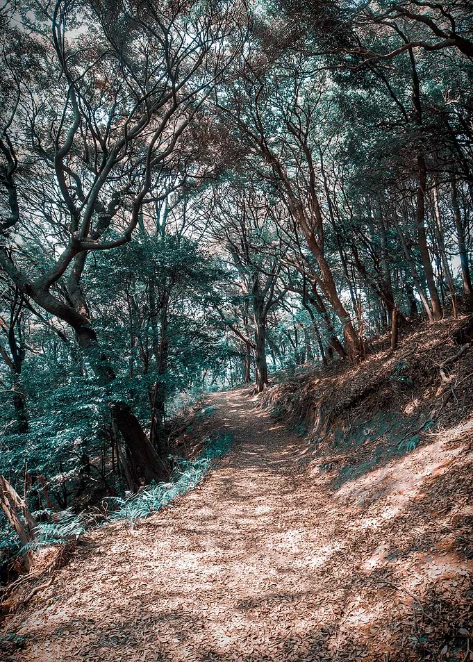 Above Kyoto - Lost in a forested mountain towering abov ...