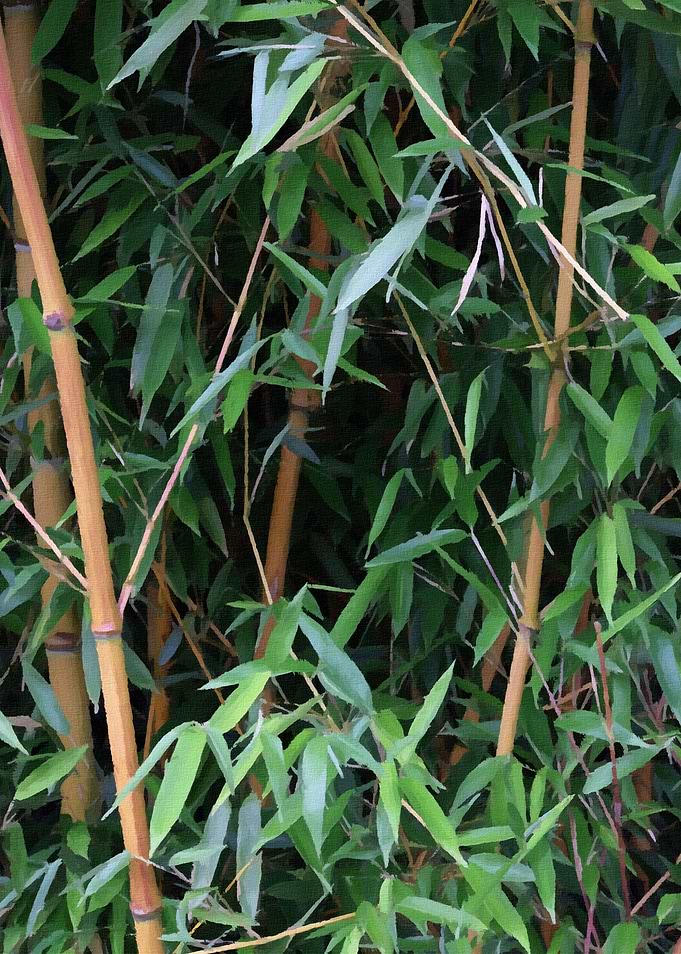 bamboo