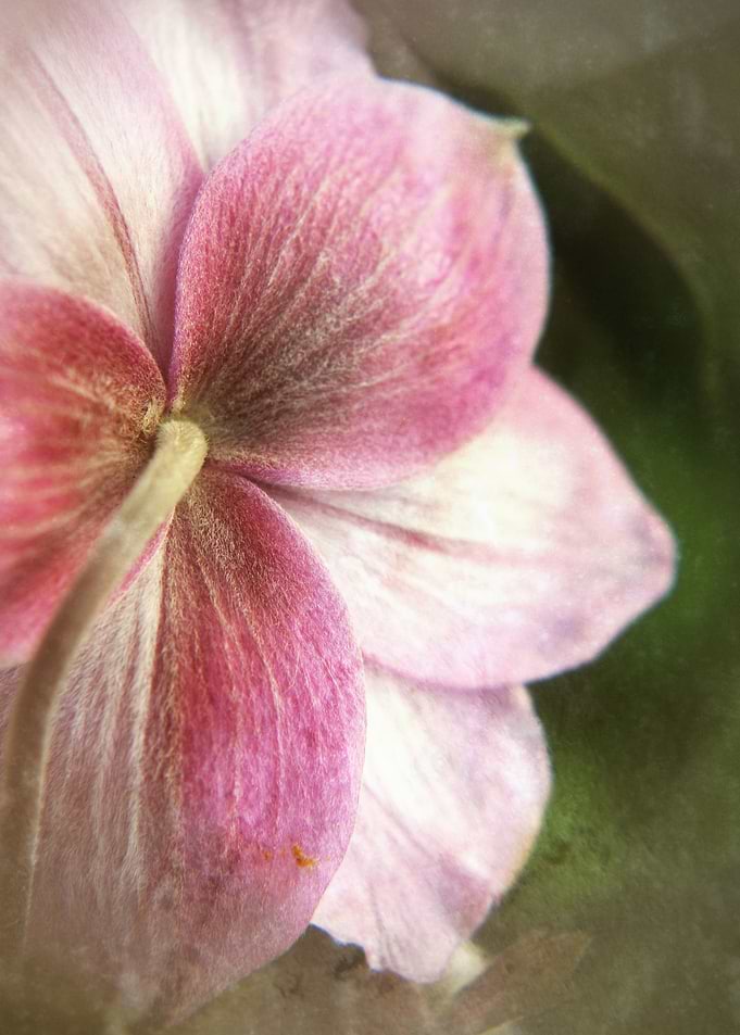 anmone japonica