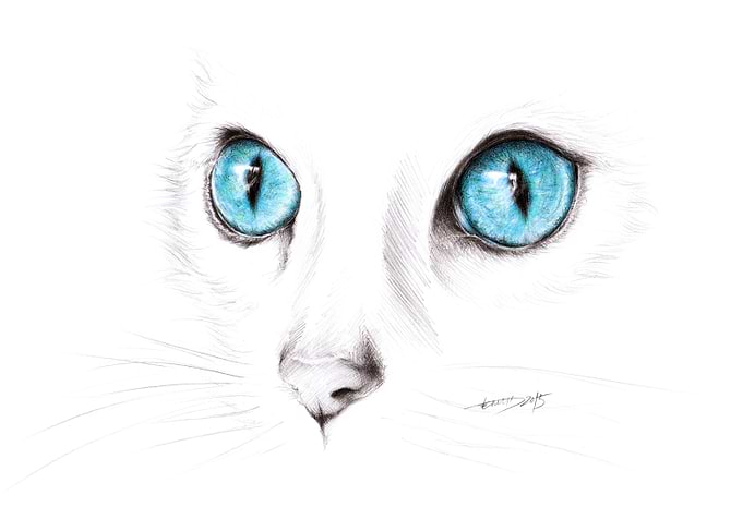I see you | Cat eyes