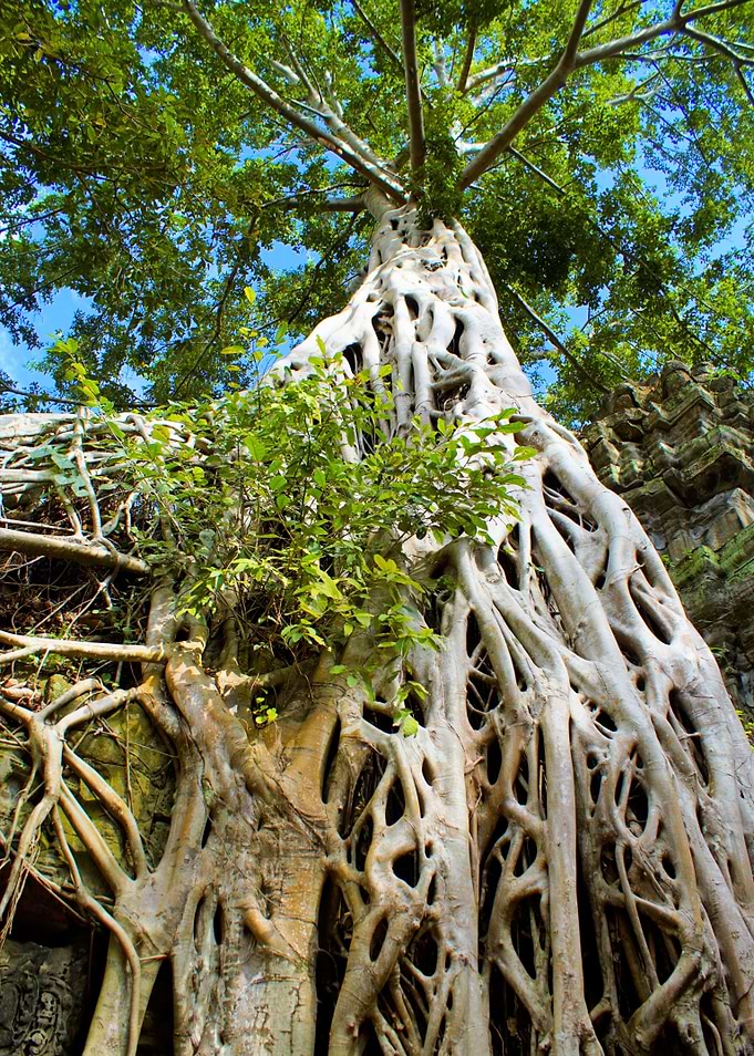 Ta Prohm Angkor Temple Cambodia