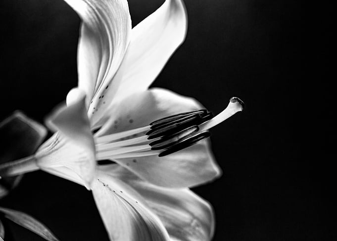 Lilly