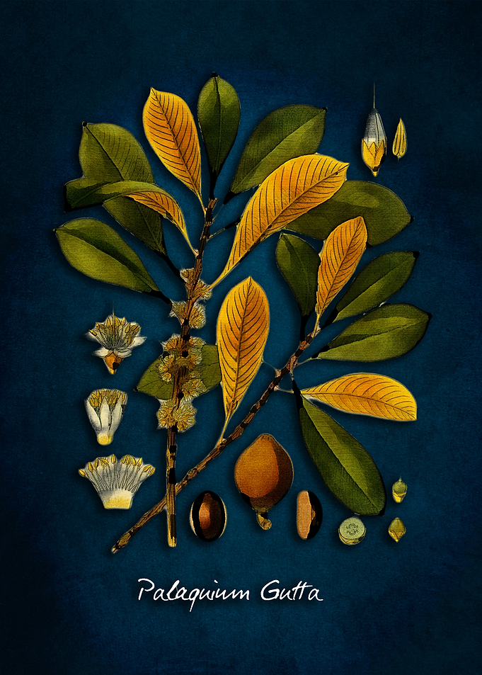 Palaquium gutta tree