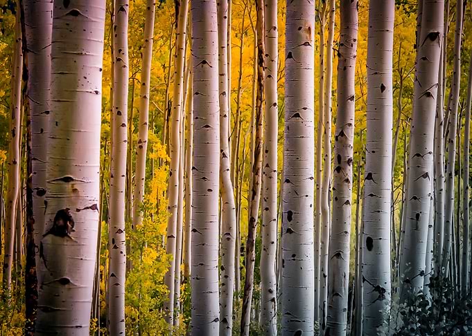 Yellow Birch