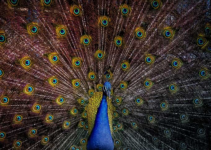 Big Bird