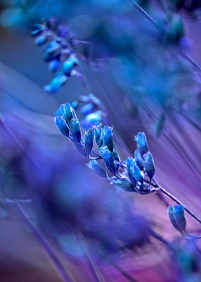 Title: BLUE SPANGLES no1C.Mixed Media: Photography of r ...
