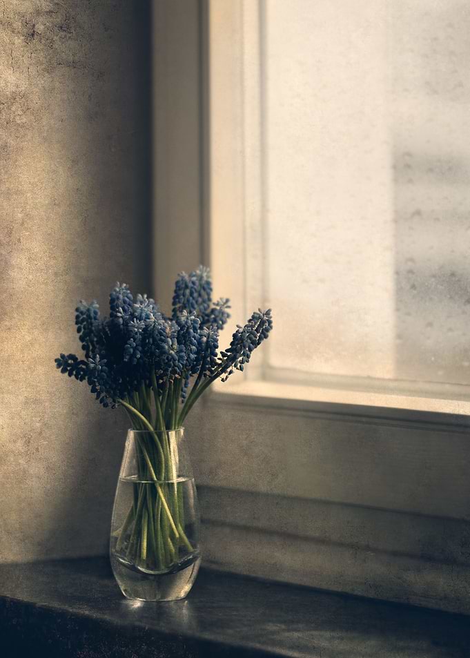 Still life with windows and blue flowers in the pot