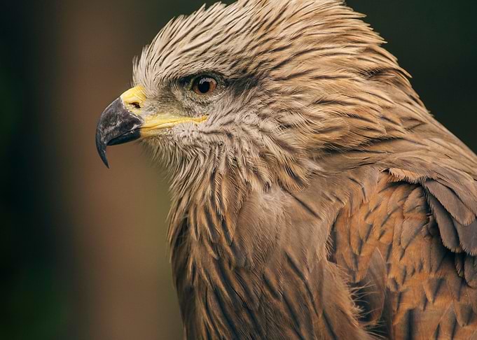 Power Bird II