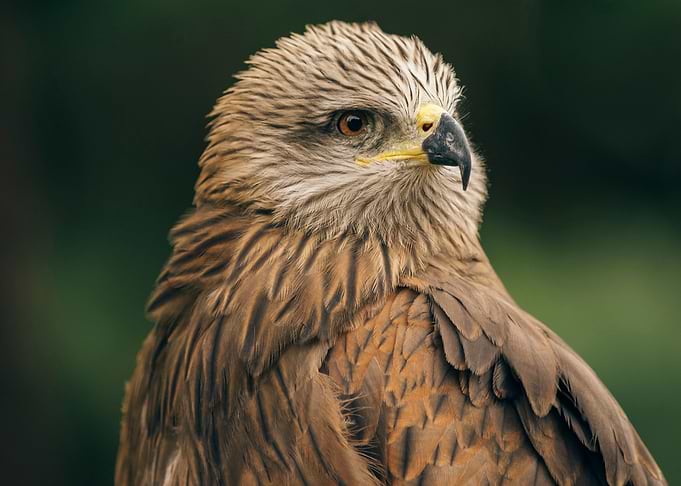 Power Bird I
