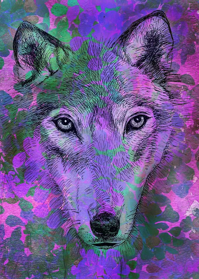 wolf