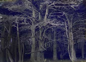 dark forest