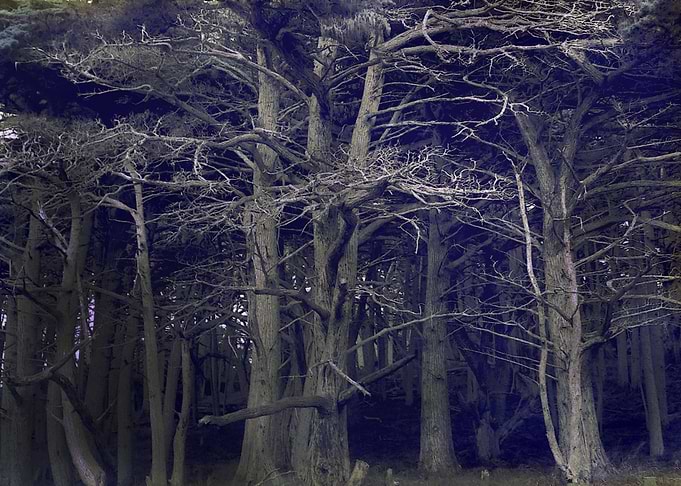 dark forest