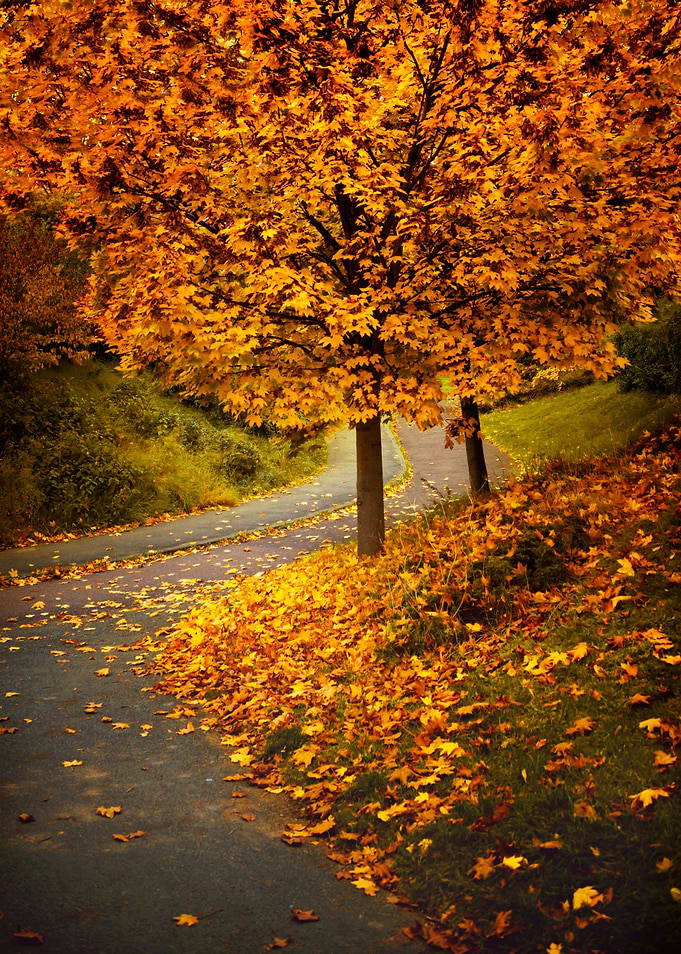 Autumn Path