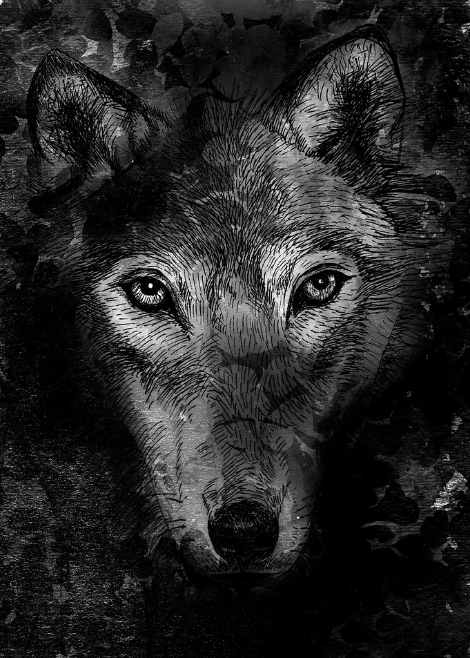 black wolf
