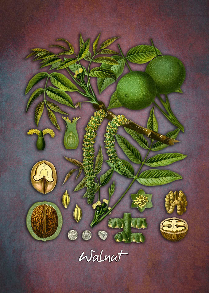 Walnut