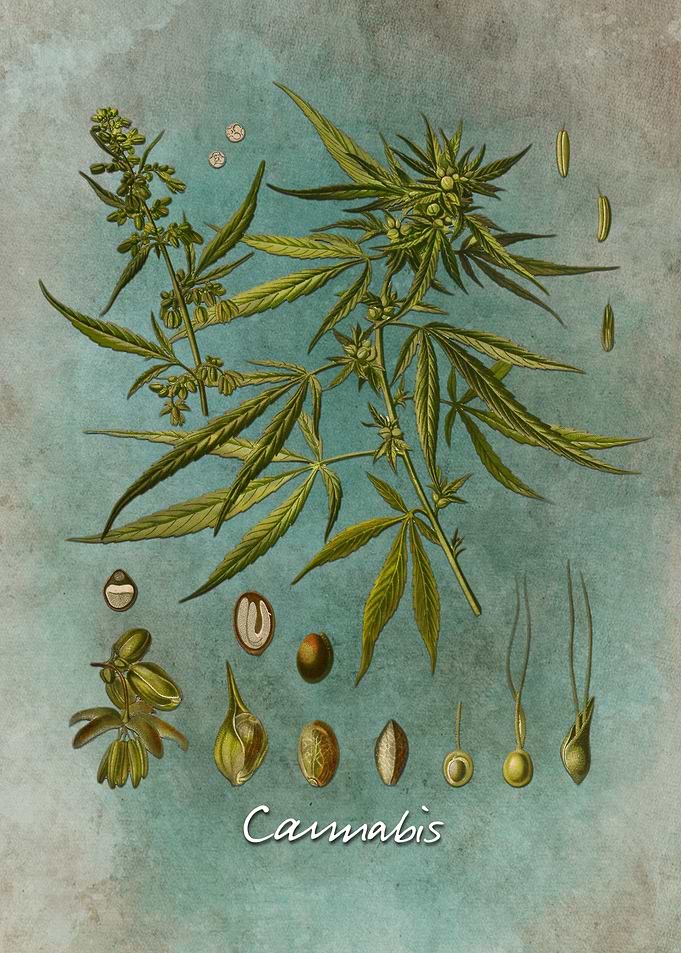 Cannabis