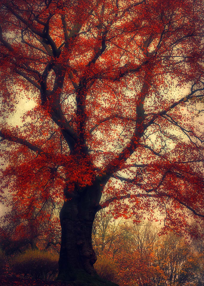 Beech tree with fall leaves