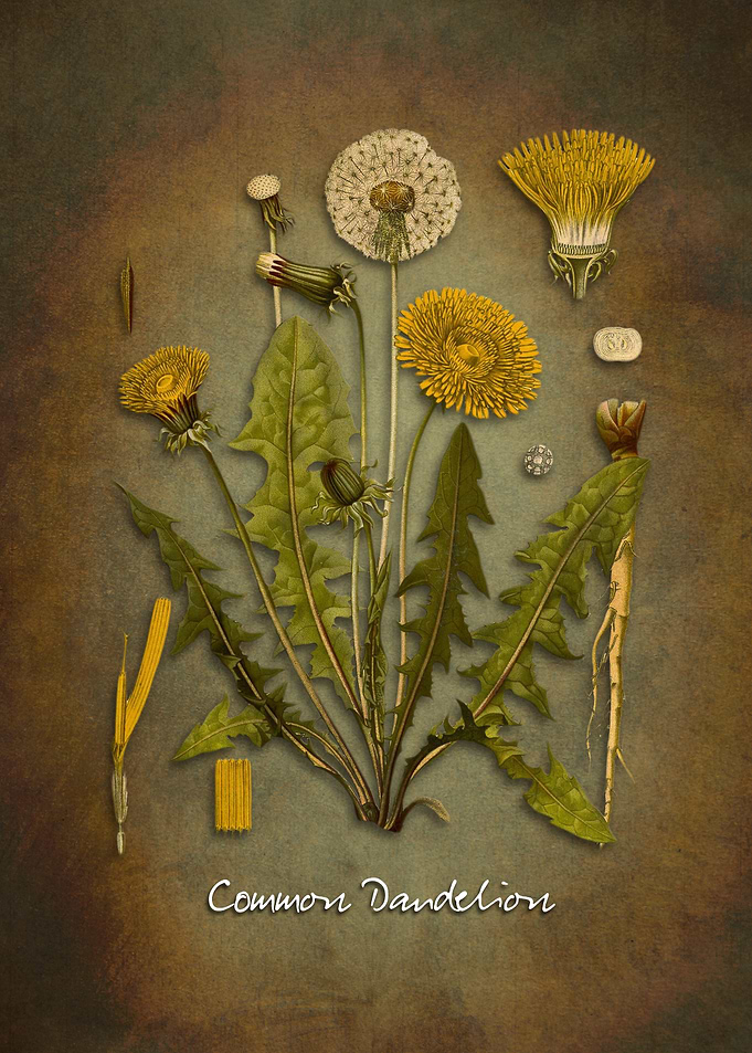 Dandelion