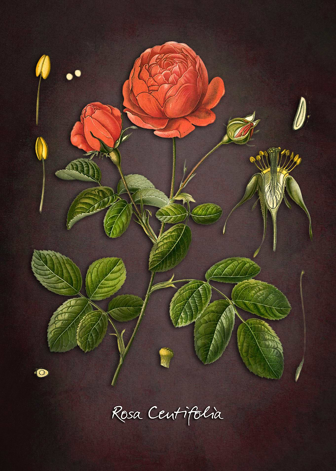 Rosa Centifolia