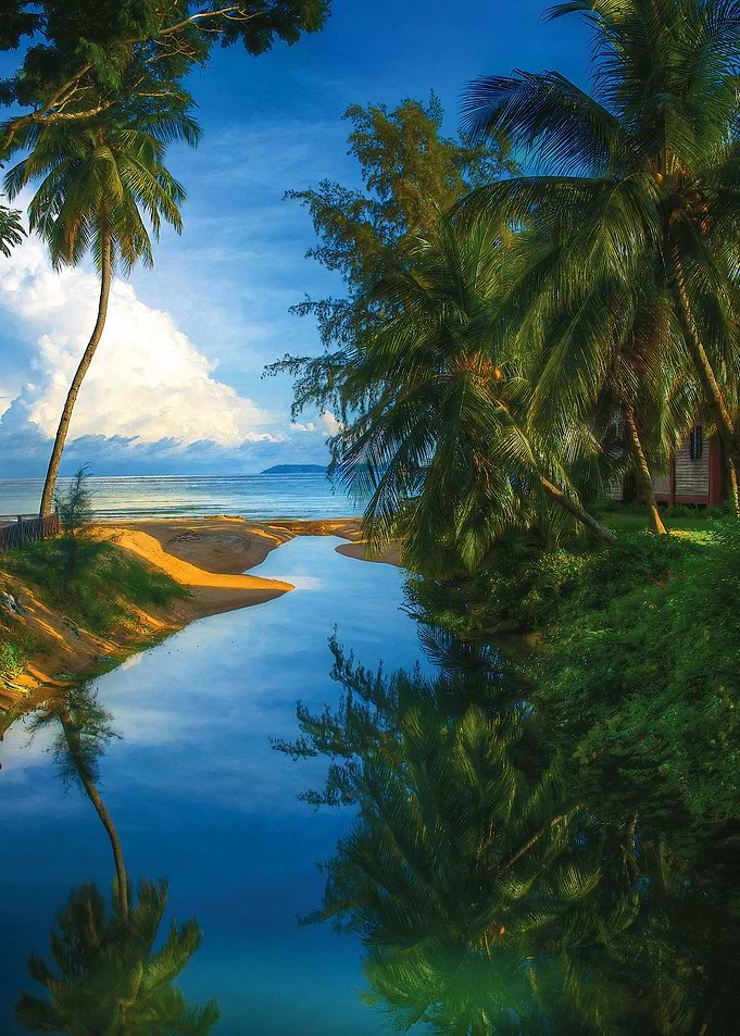 Reflection of a Palm tree