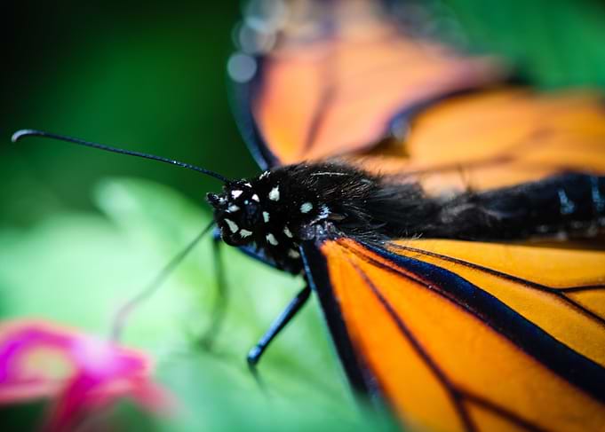 Monarch Danaus Plexippus A colorful Monarch Danaus Plex ...