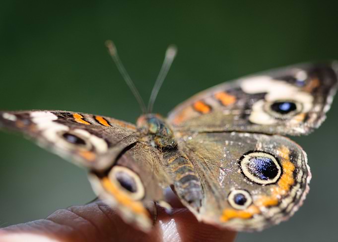 Common Buckeye Junonia Coenia A colorful Common Buckeye ...