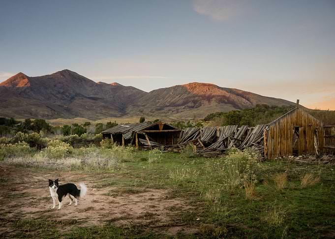 A border collie stands in the sun in front of abandoned ...