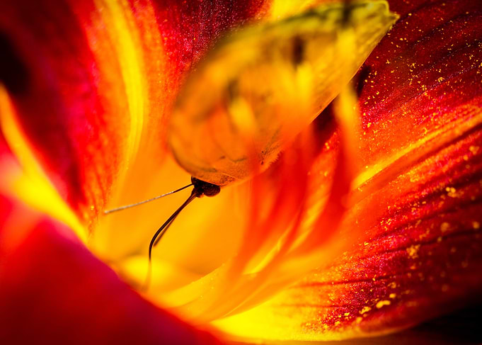 Cloudless Sulphur Phoebis Sennae A colorful Cloudless S ...