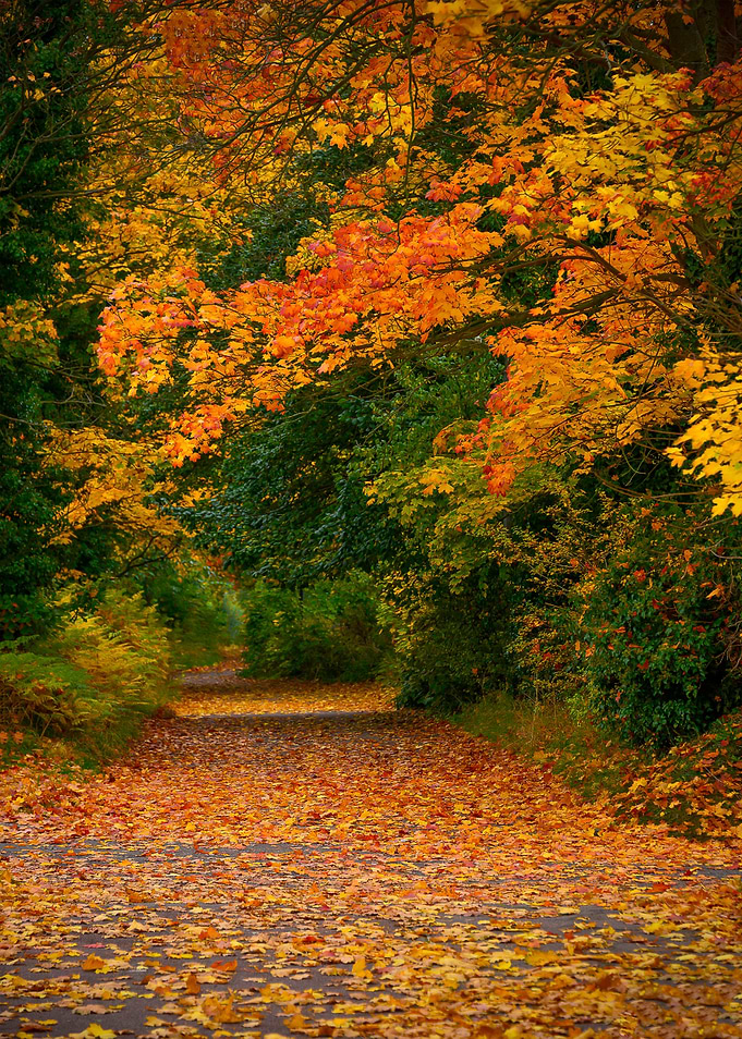 Golden Season