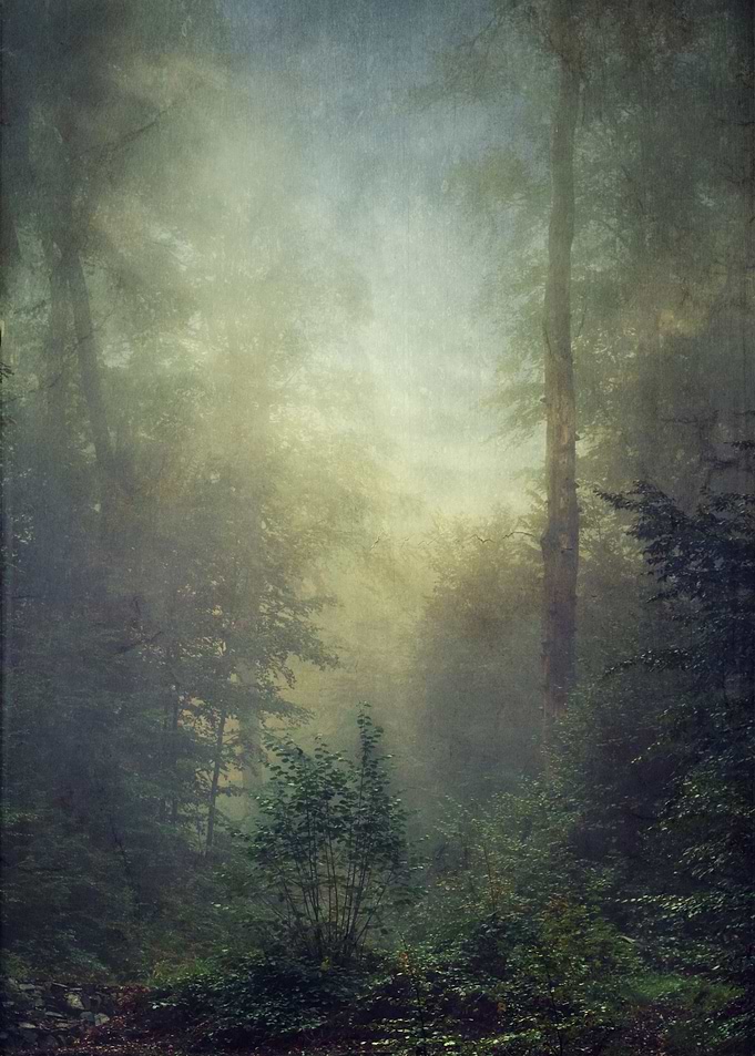 Misty fall morning in a small forest valley
