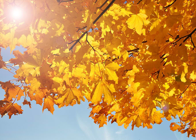 Sunny autumn