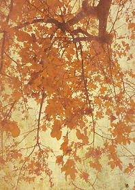 Fall
