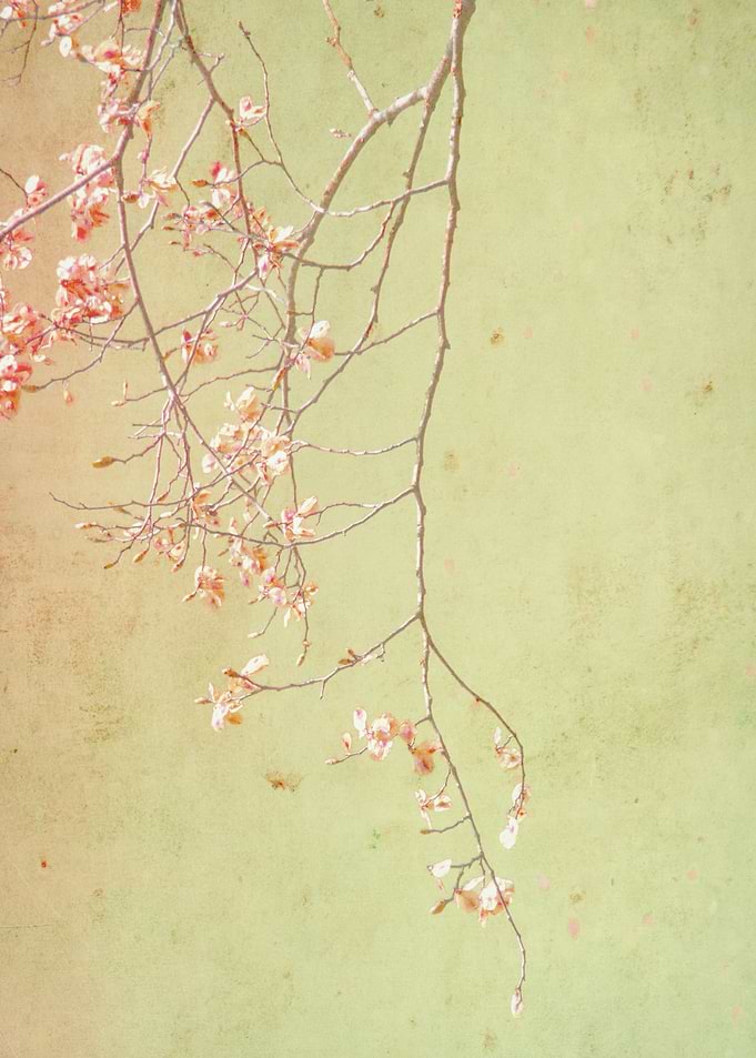 Pink Branch