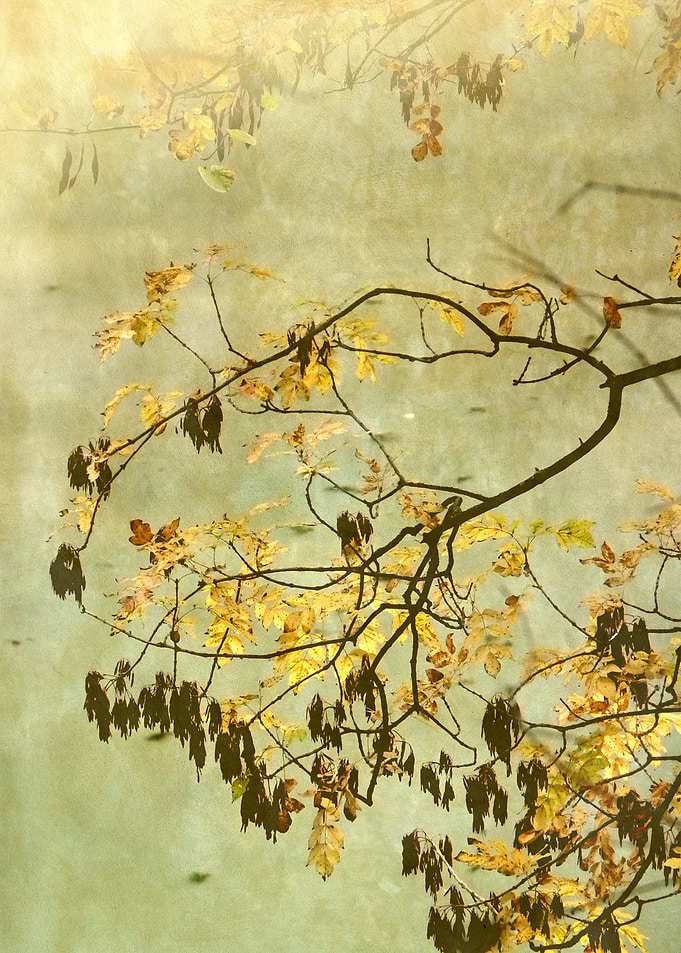 Golden Branch