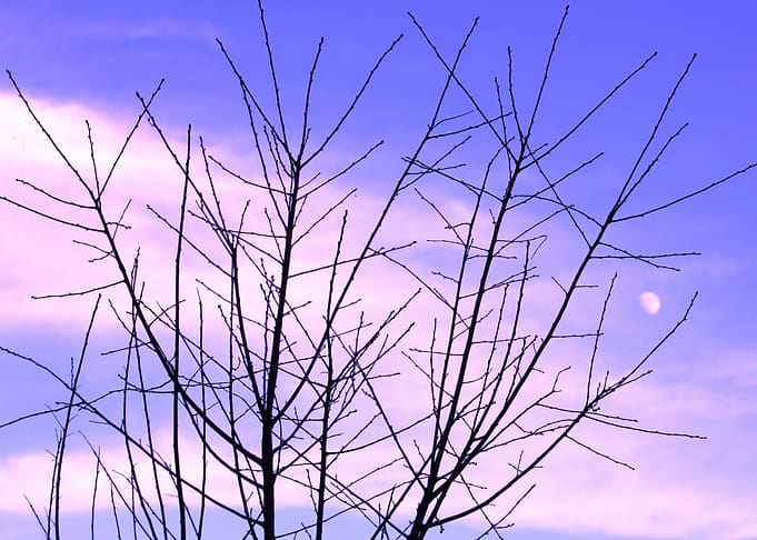 Winter Moon