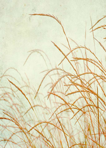 Grasses on a foggy day