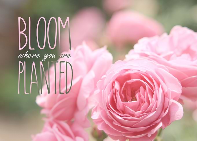 Bloom Where You Are Planted Pink Roses - Lovely English ...