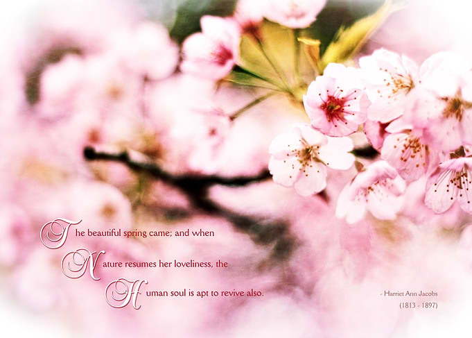 Beautiful Cherry Blossoms in Spring When Nature Resumes ...