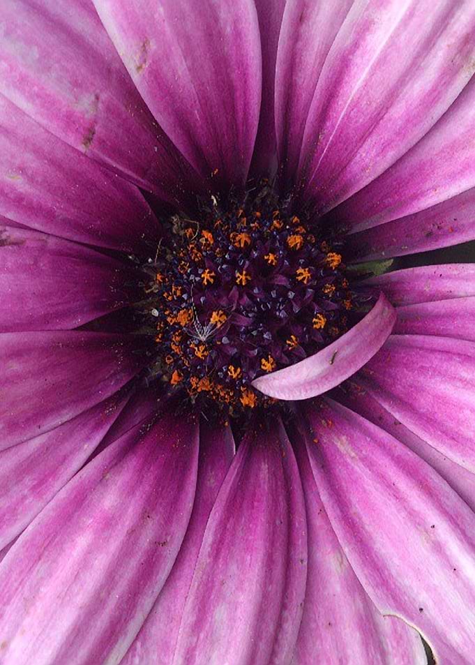 A flower.