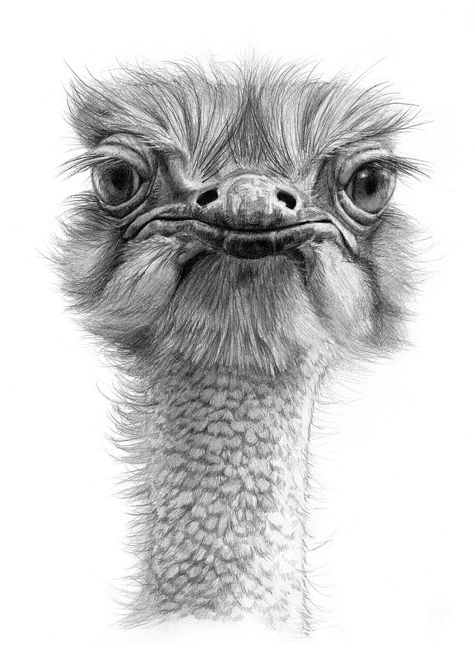 Cute Ostrich G119 graphite drawing by Svetlana Ledneva- ...