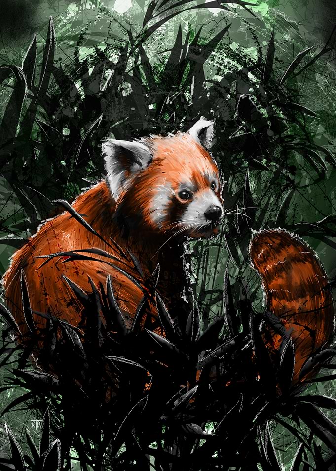 'A Red Panda'