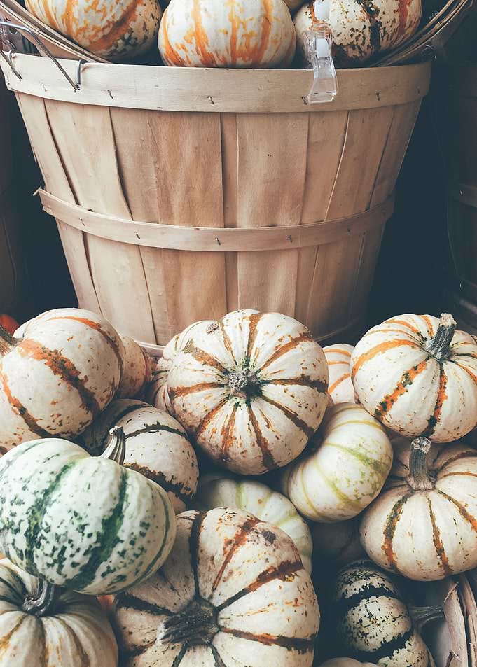 Little Autumn Pumpkins